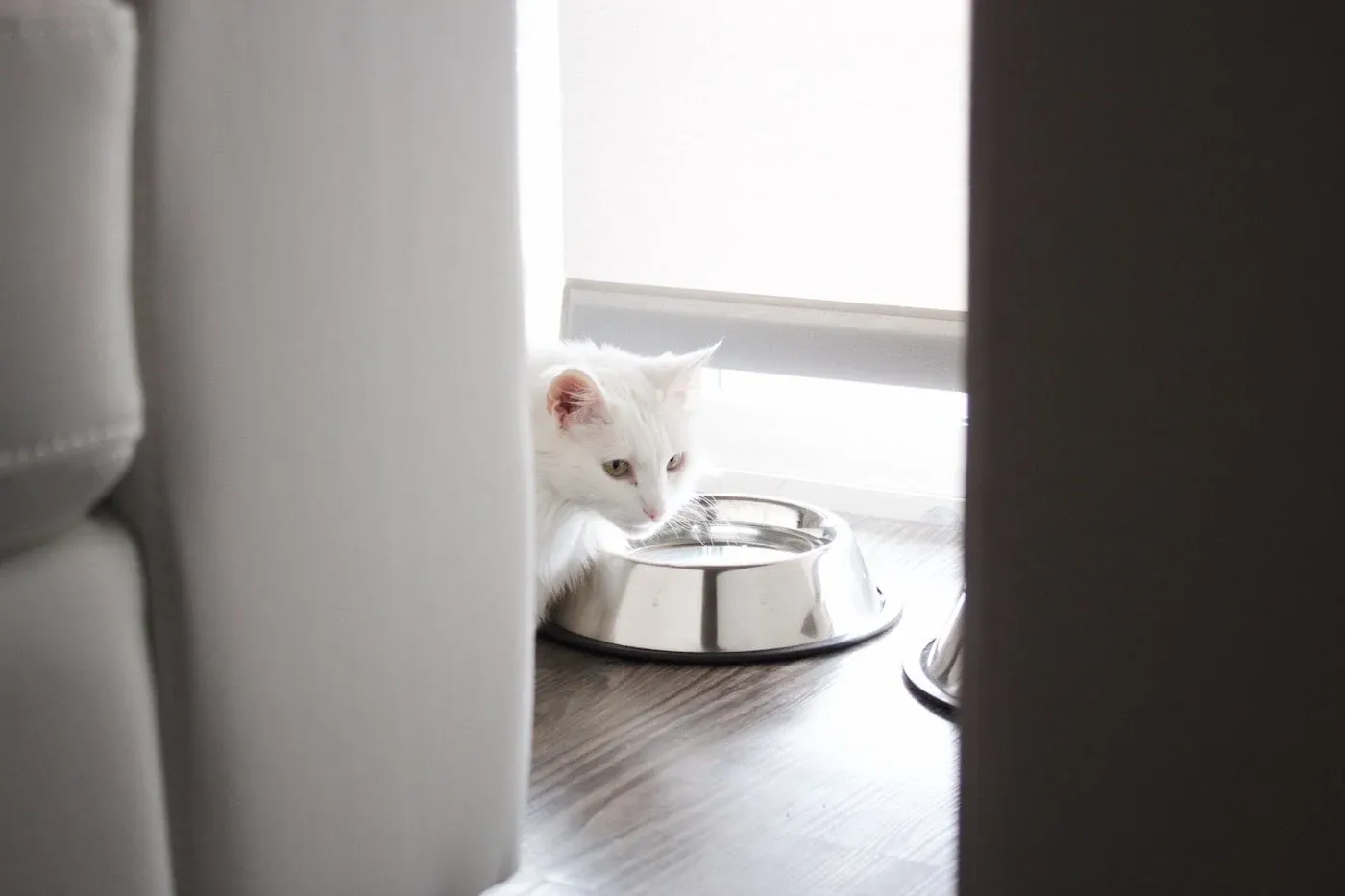 White cat at a stainless steel bowl in a warm interior